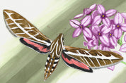White Lined Sphinx (Hyles lineata)