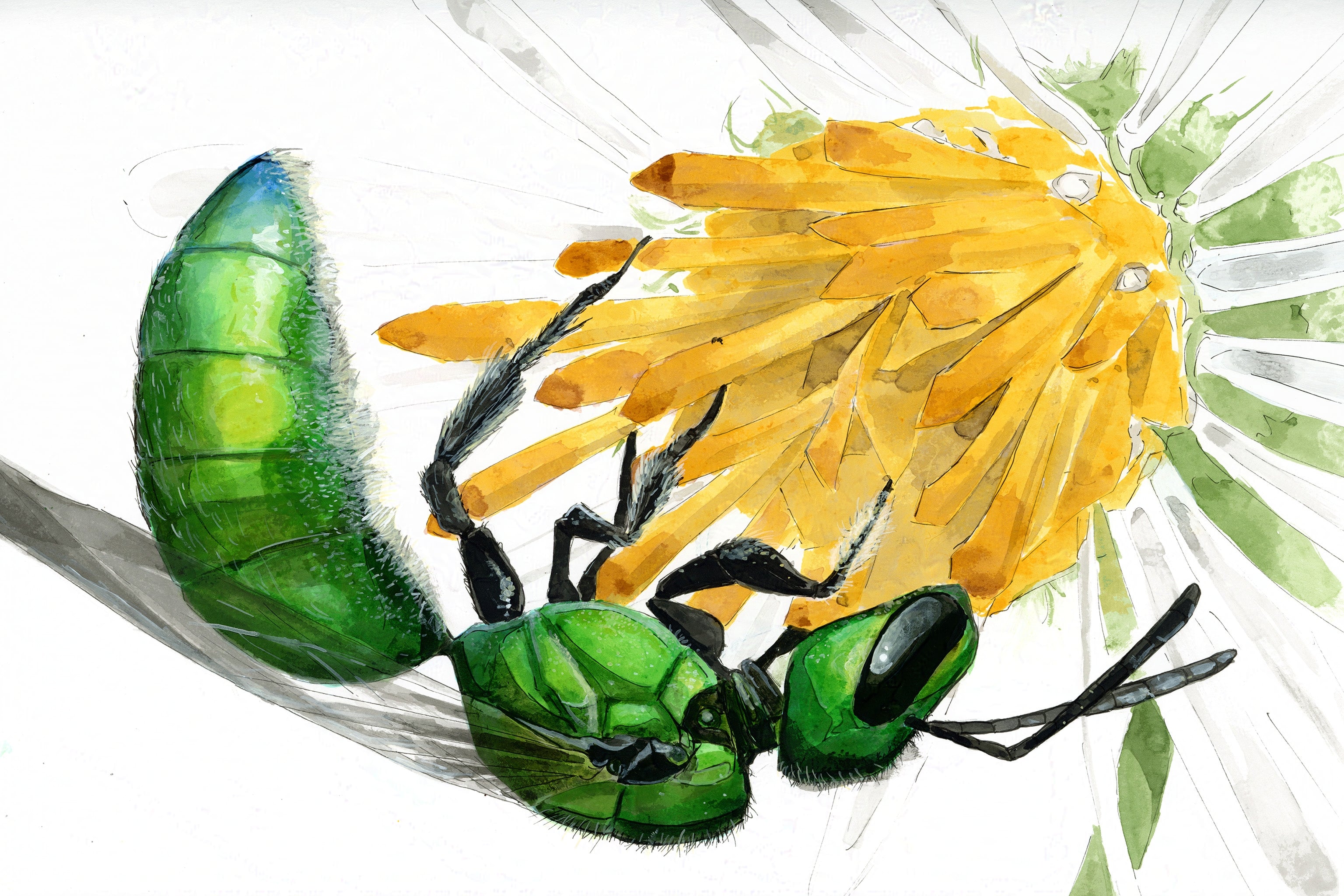 Pure Green Sweat Bee (Augochlora pura)