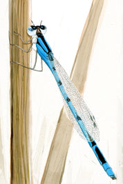 Azure Damselfly (Coenagrion puella) Art Print