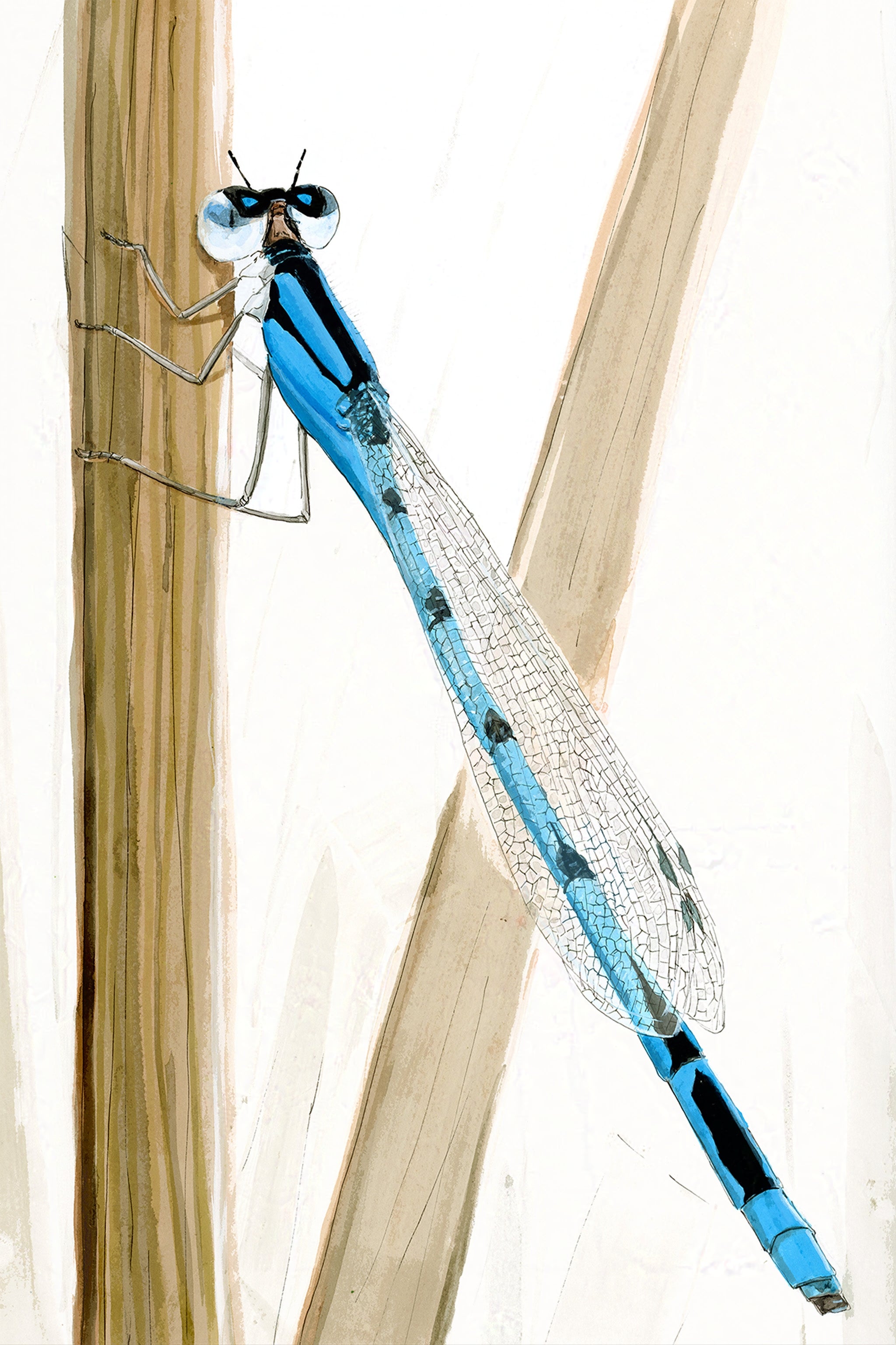 Azure Damselfly (Coenagrion puella) Art Print