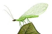 Green Lacewing (Chrysopidae) Art Print