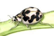 20-spotted lady beetle (Psyllobora vigintimaculata) Art Print
