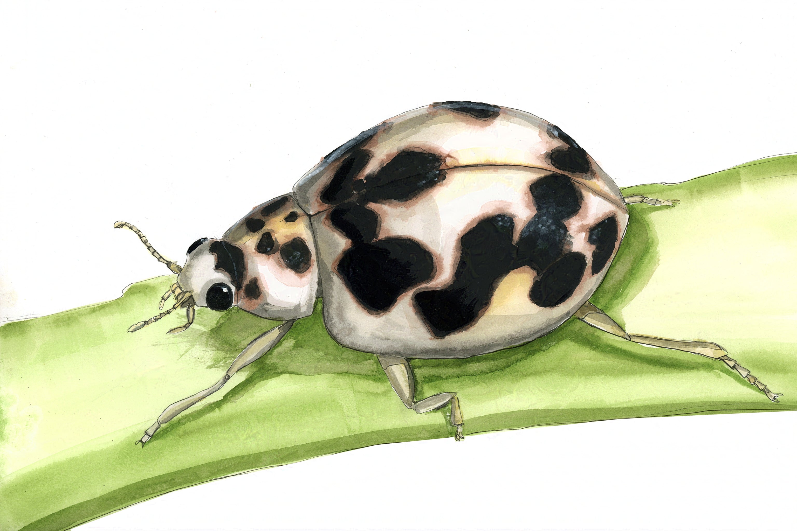 20-spotted lady beetle (Psyllobora vigintimaculata) Art Print