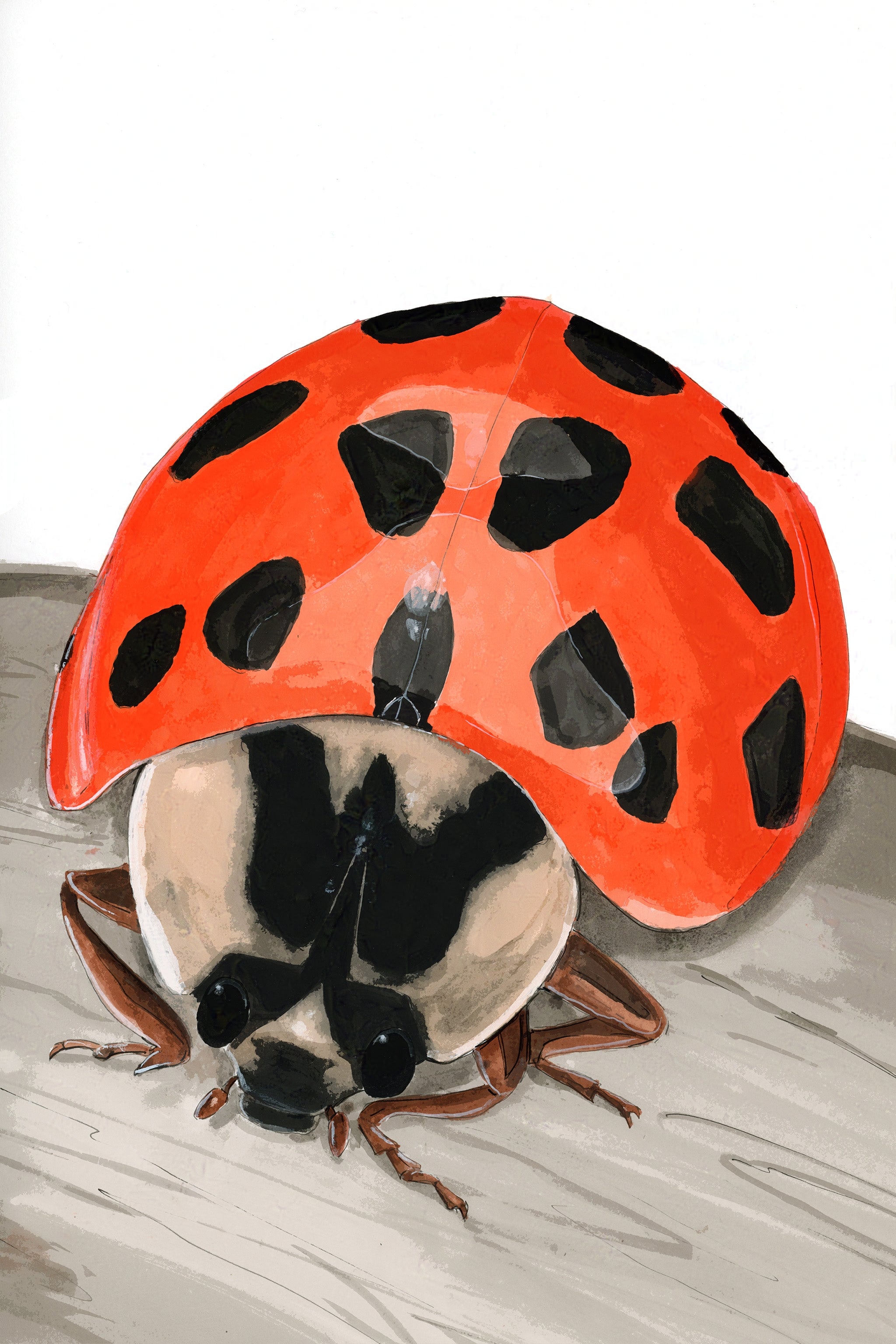 Asian Ladybird Beetle (Harmonia axyridis) Art Print