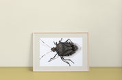 Brown Marmorated Stink Bug (Halyomorpha halys) Art Print