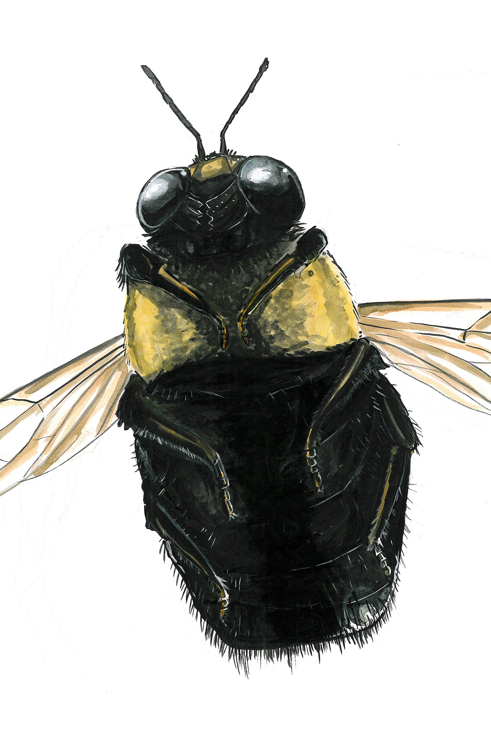 Carpenter Bee (Xylocopa) Art Print