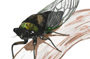 Dog Day Cicada (Tibicen canicularis) Art Print