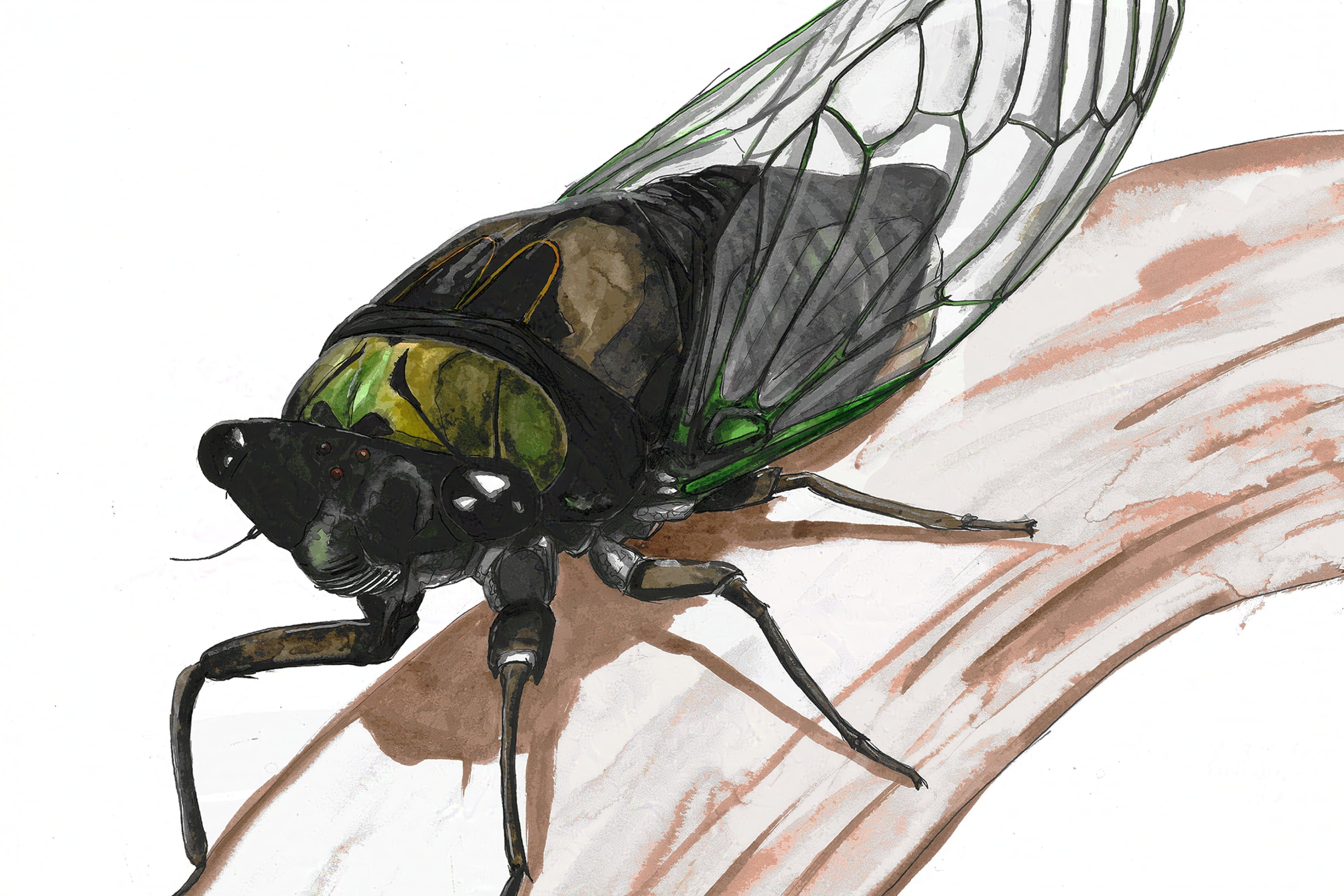 Dog Day Cicada (Tibicen canicularis) Art Print