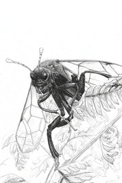 Eastern Elm Saw Fly (Cimbex americana) Art Print