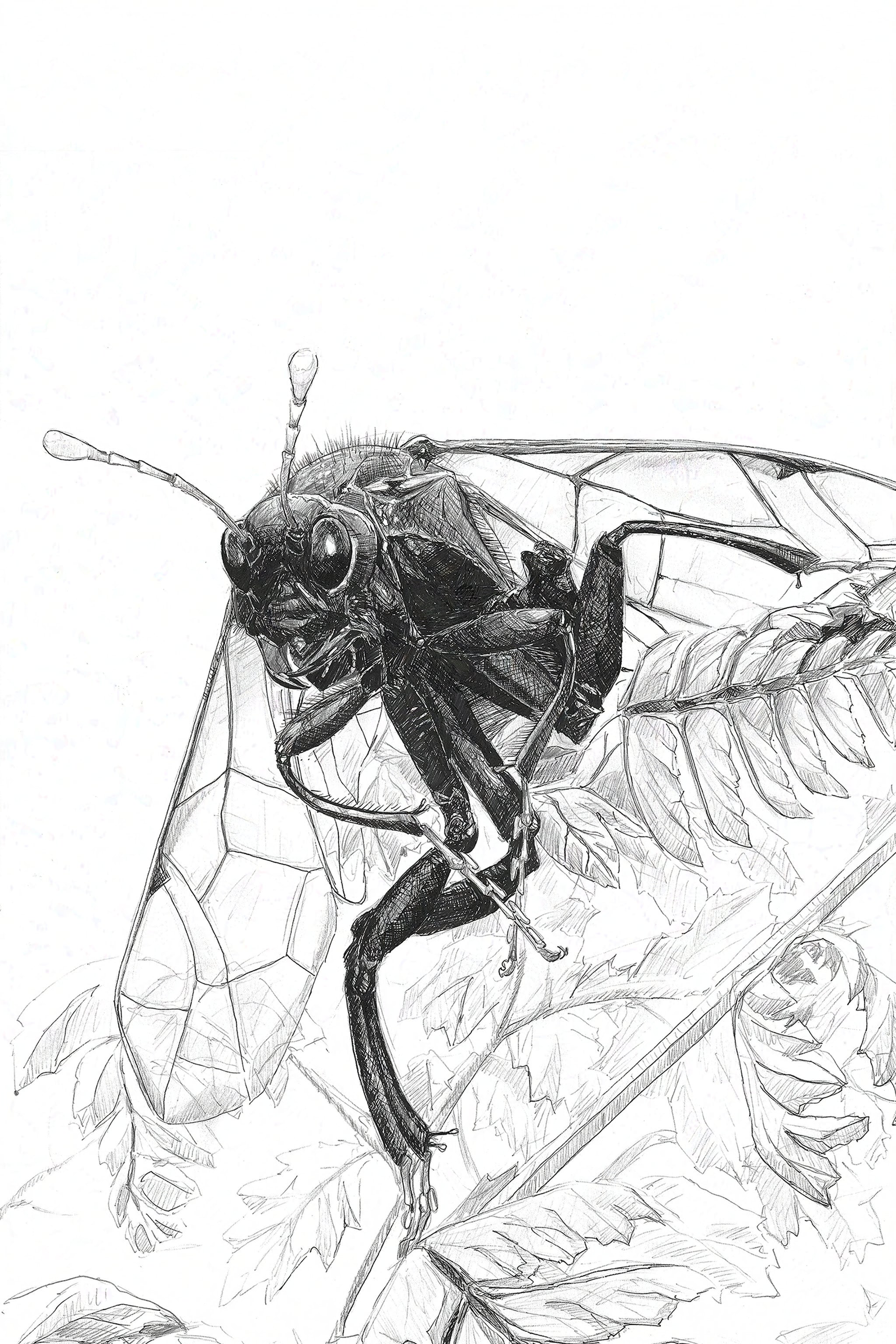 Eastern Elm Saw Fly (Cimbex americana) Art Print