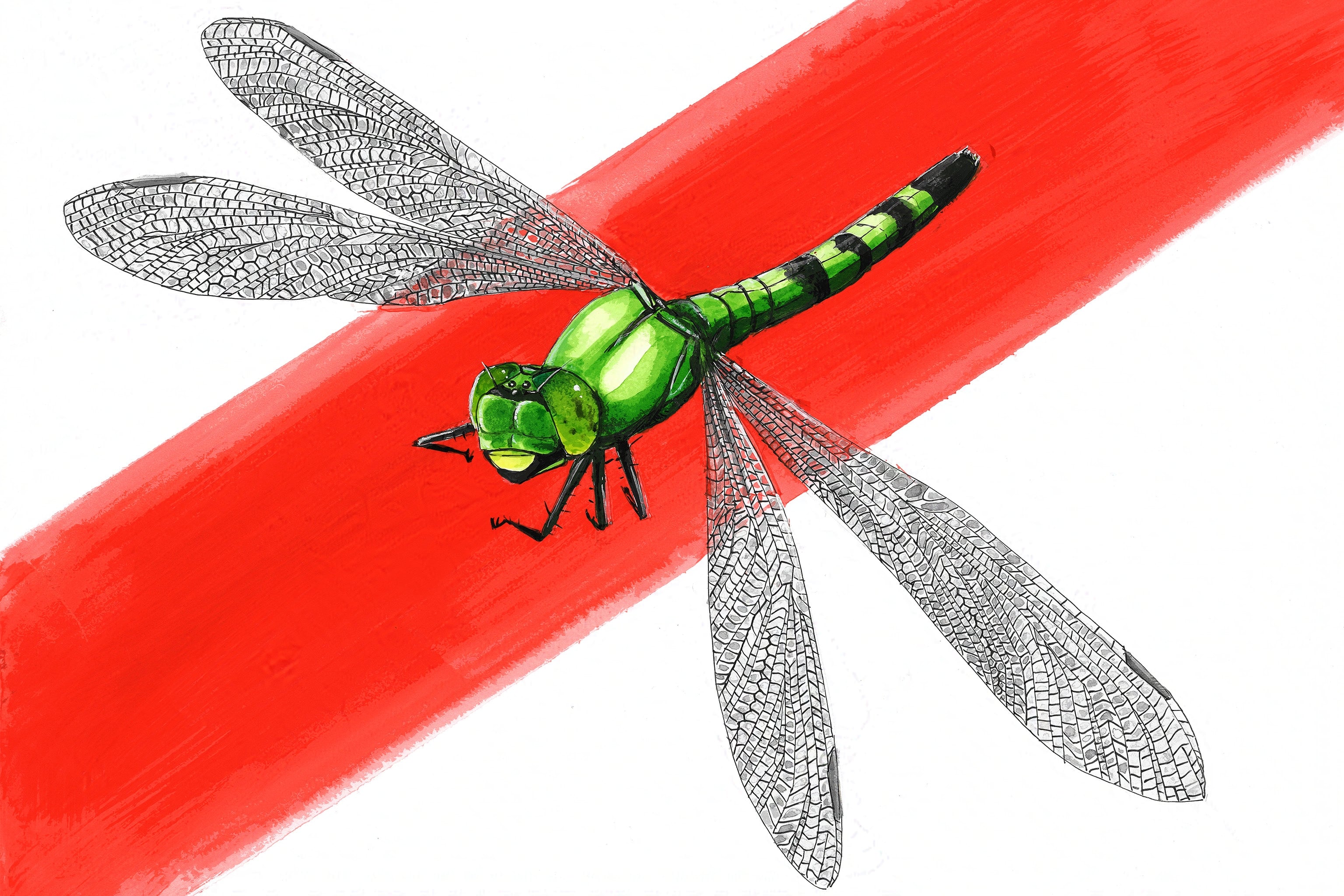 Eastern Pondhawk (Erythemis simplicicollis)