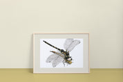 Harlequin Darner (Gomphaeschna furcillata) Art Print