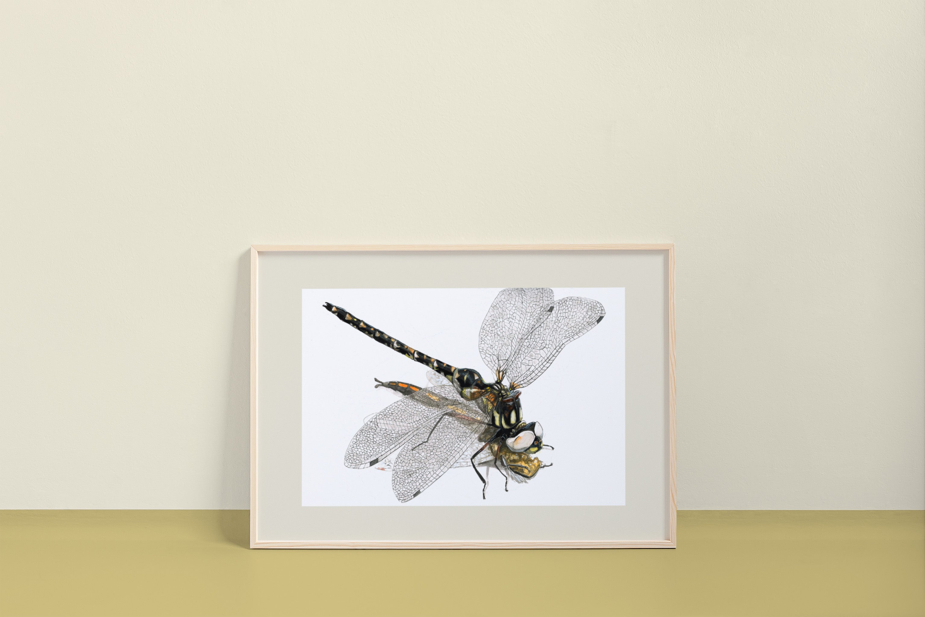 Harlequin Darner (Gomphaeschna furcillata) Art Print