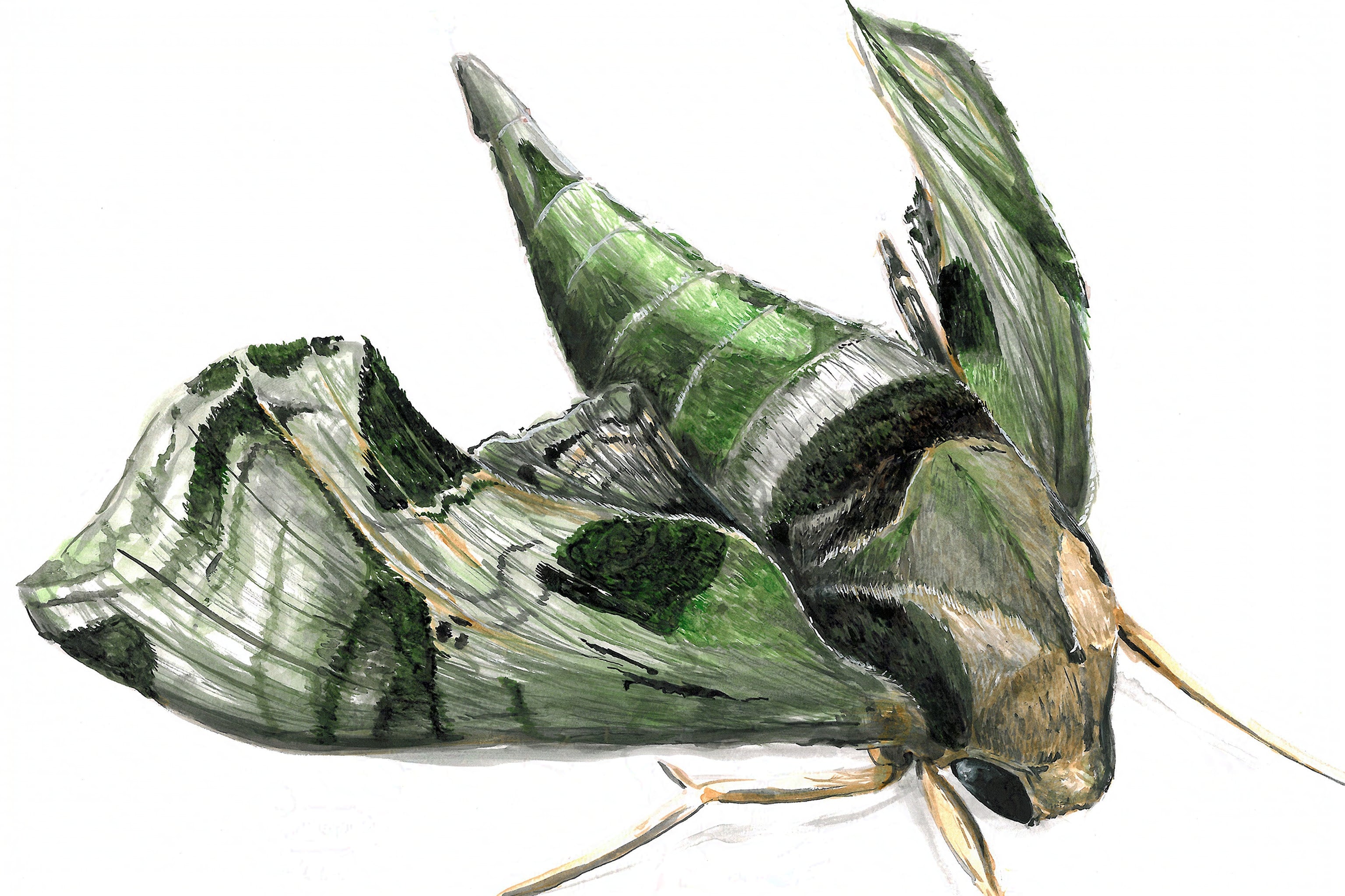 Pandora Sphinx Moth (Eumorpha pandorus) Art Print