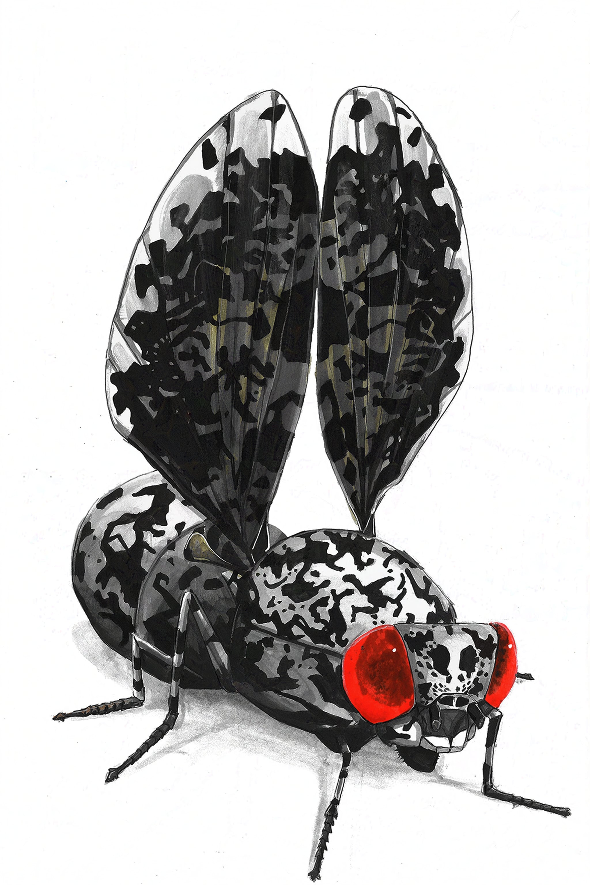 Peacock Fly (Callopistromyia annulipes) Art Print