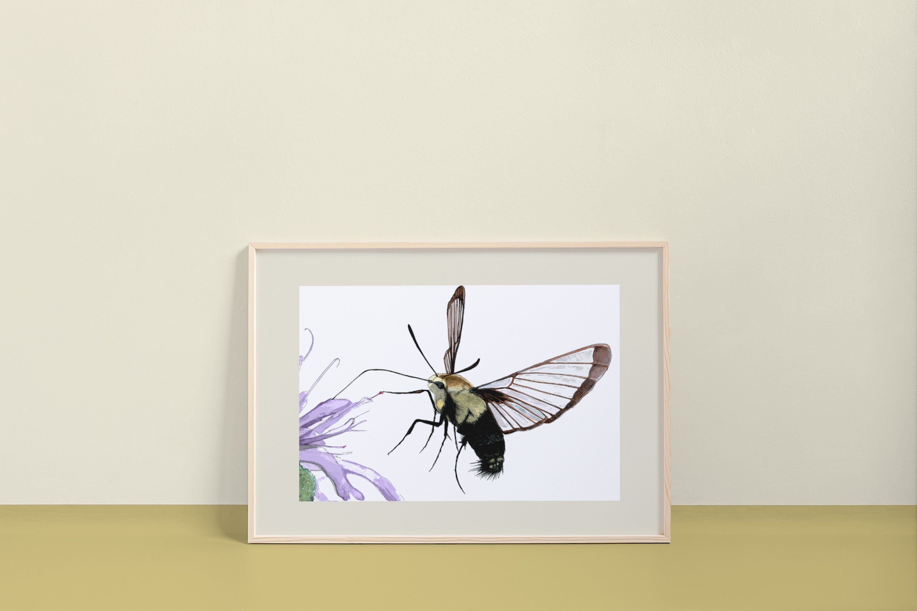 Broad Bordered Bee Hawk Moth (Hemaris fuciformis)