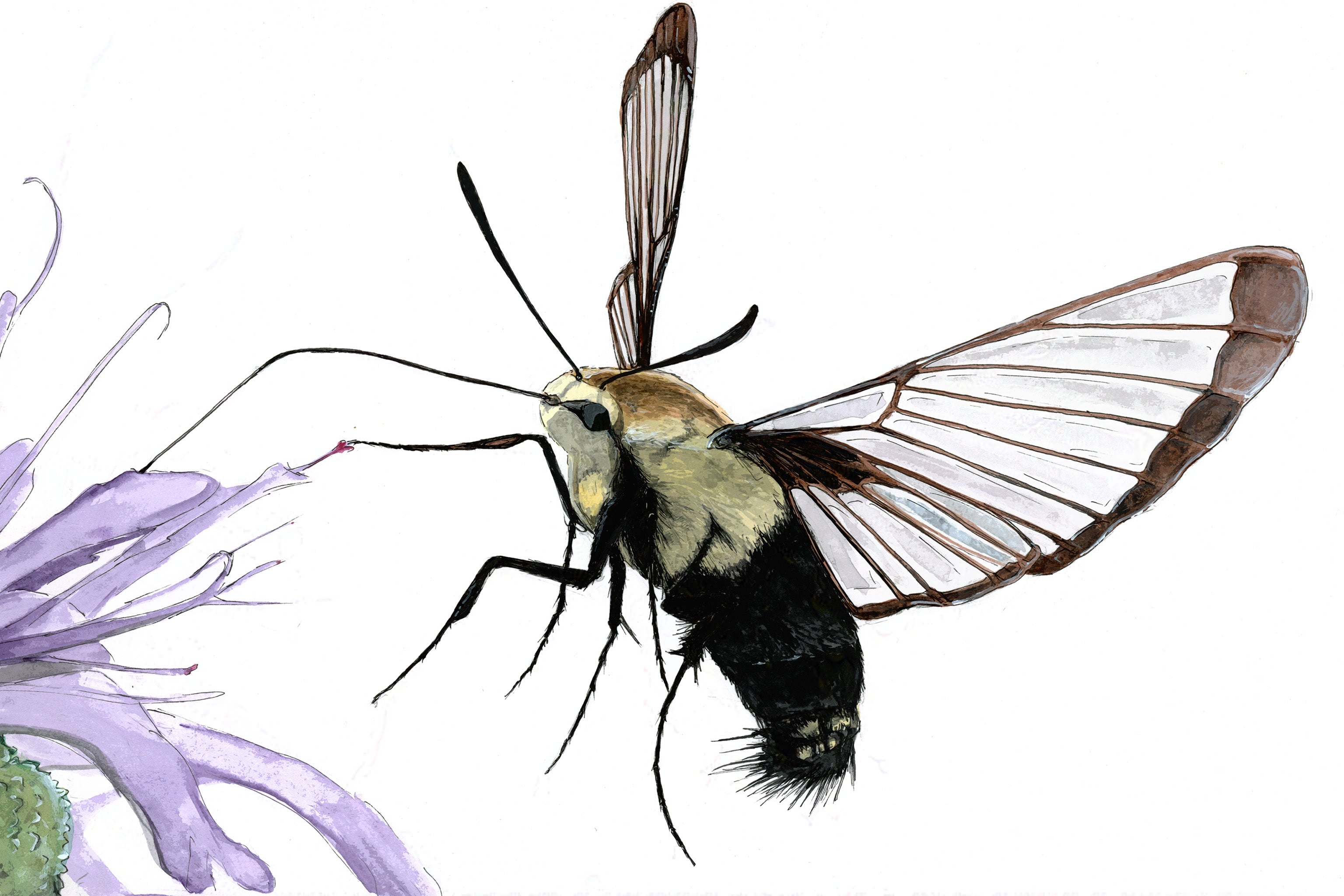 Broad Bordered Bee Hawk Moth (Hemaris fuciformis)