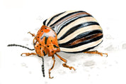 False Potato Beetle (Leptinotarsa juncta) Art Print
