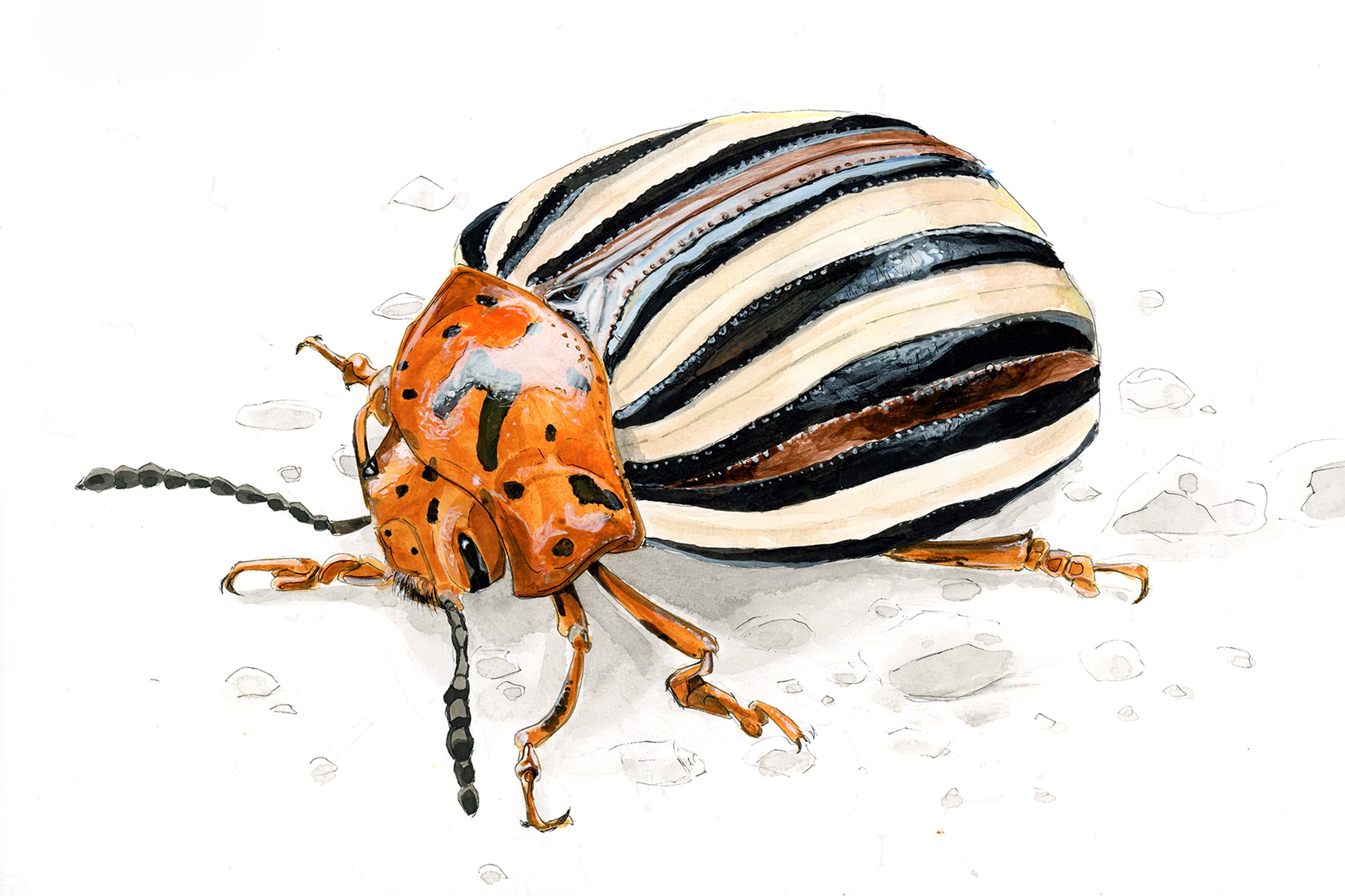 False Potato Beetle (Leptinotarsa juncta) Art Print