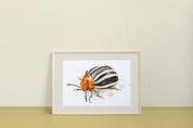 False Potato Beetle (Leptinotarsa juncta) Art Print