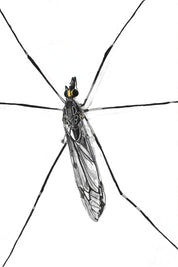 Giant Crane Fly (Tipula abdominalis) Art Print