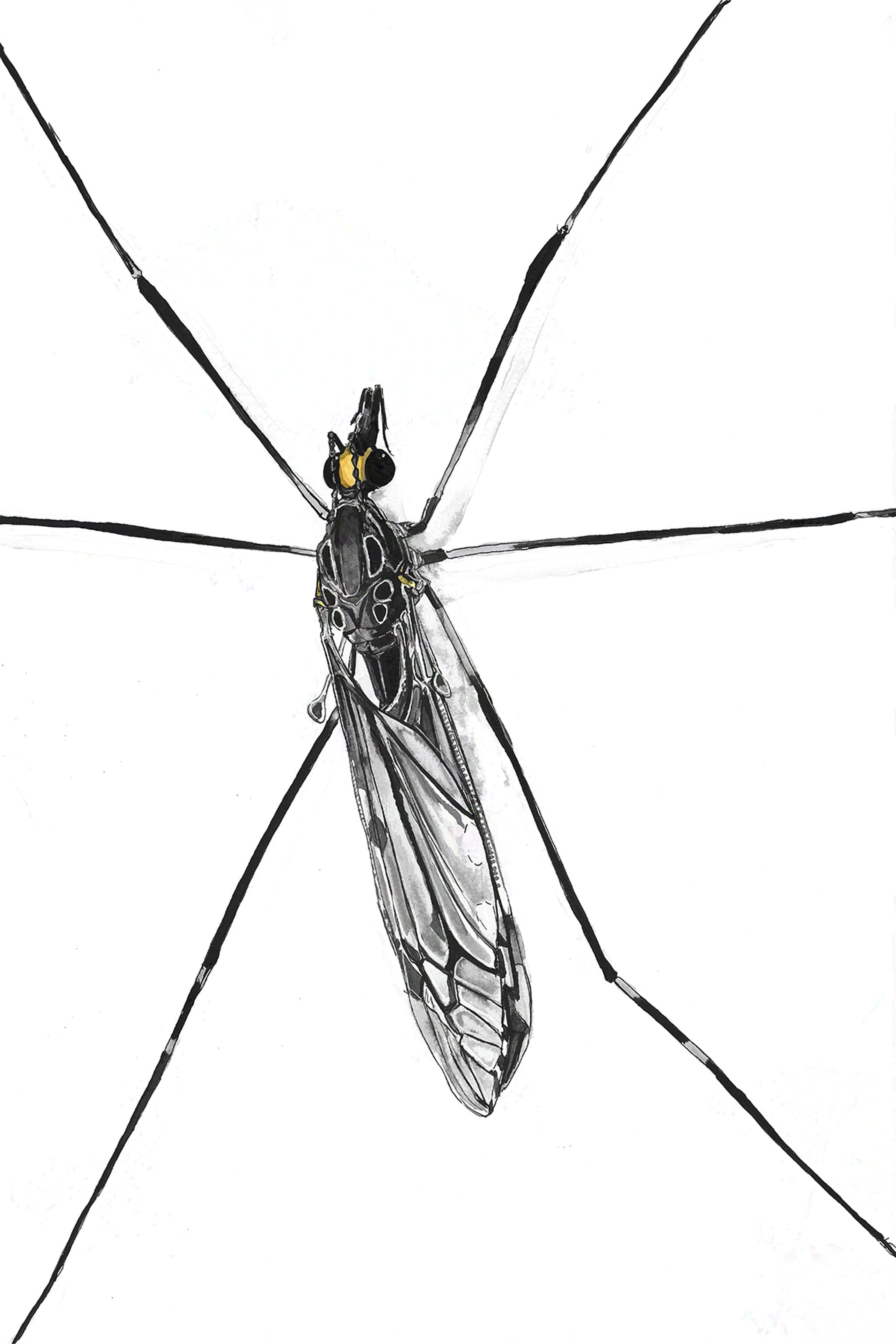 Giant Crane Fly (Tipula abdominalis) Art Print