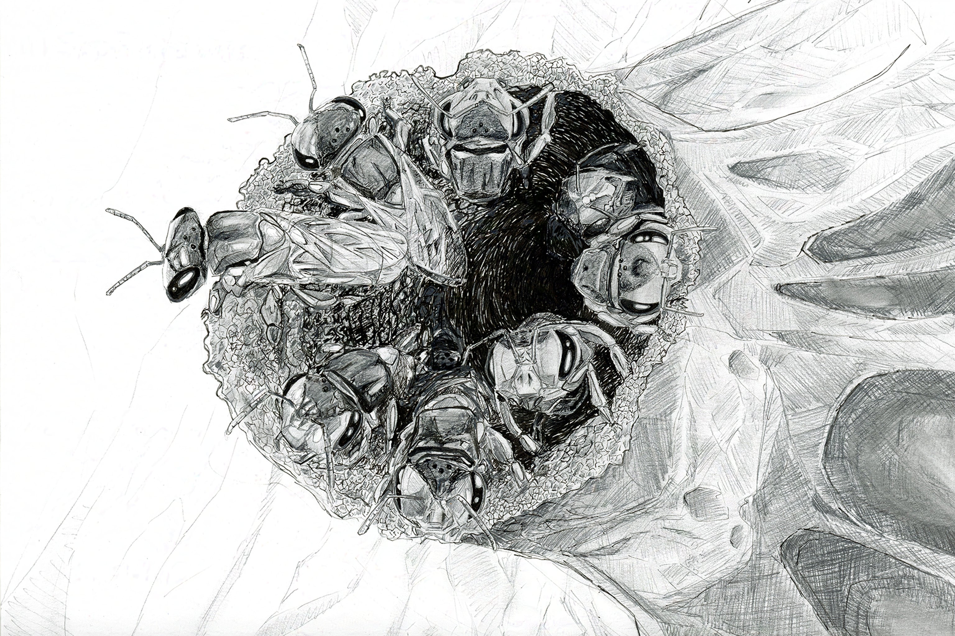 Mayan Bees (Melipona) Art Print