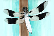 Common Whitetail (Plathemis lydia) Art Print
