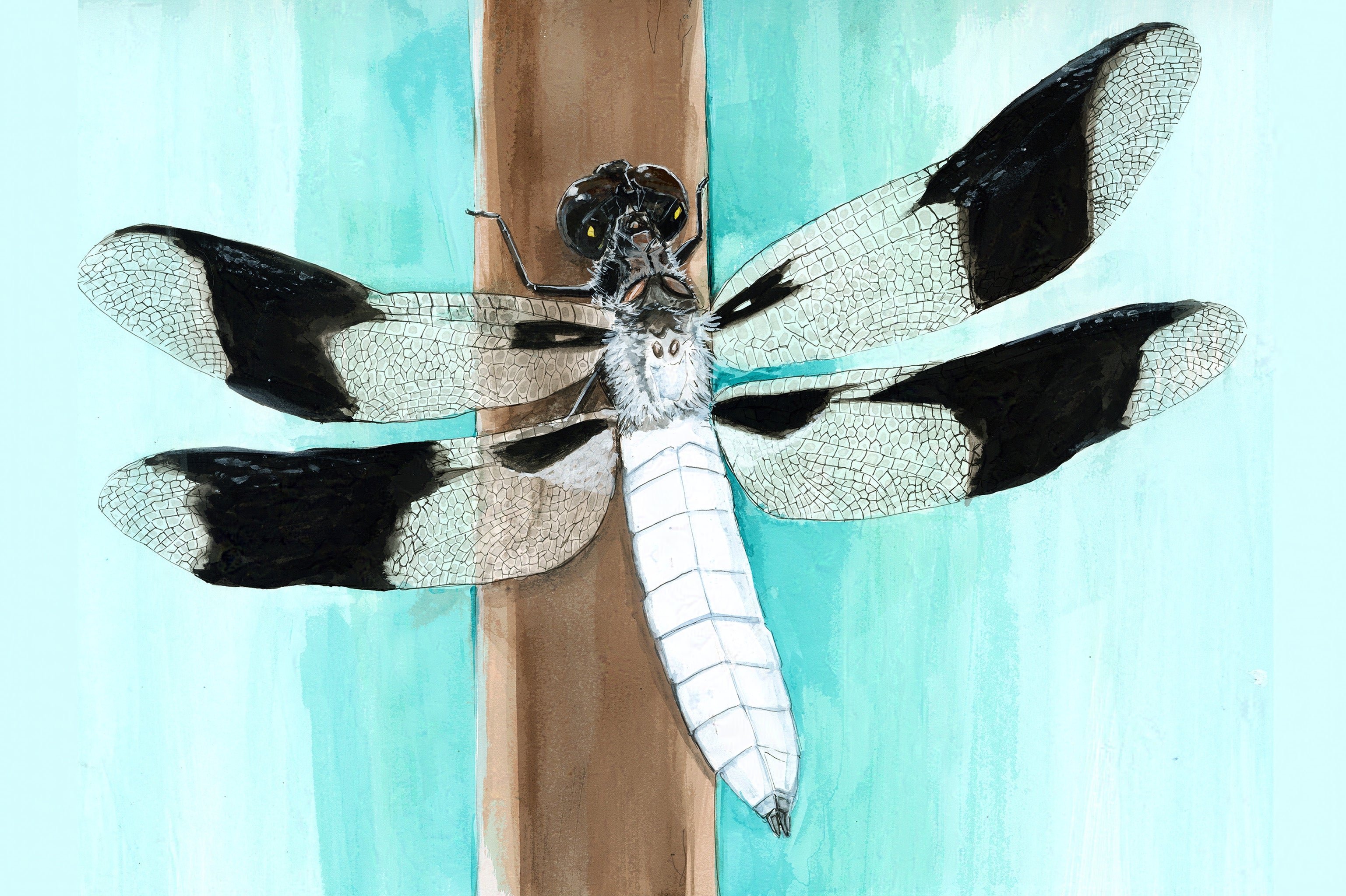 Common Whitetail (Plathemis lydia) Art Print