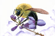 Bumblebee (Bombus) Art Print