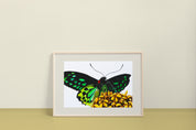 Cairns Birdwing Butterfly (Ornithoptera euphorion) Art Print