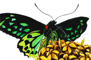 Cairns Birdwing Butterfly (Ornithoptera euphorion) Art Print