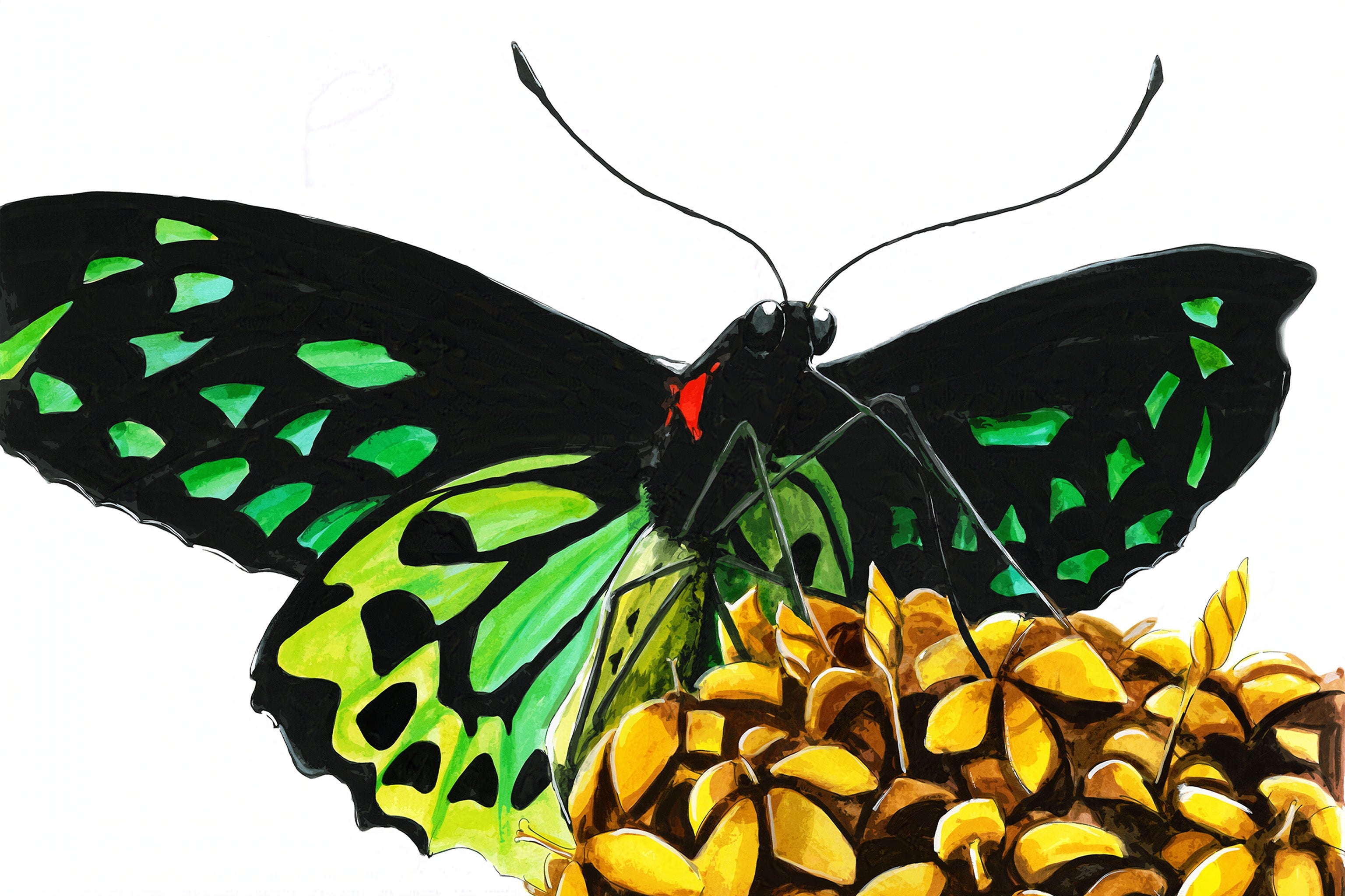 Cairns Birdwing Butterfly (Ornithoptera euphorion) Art Print