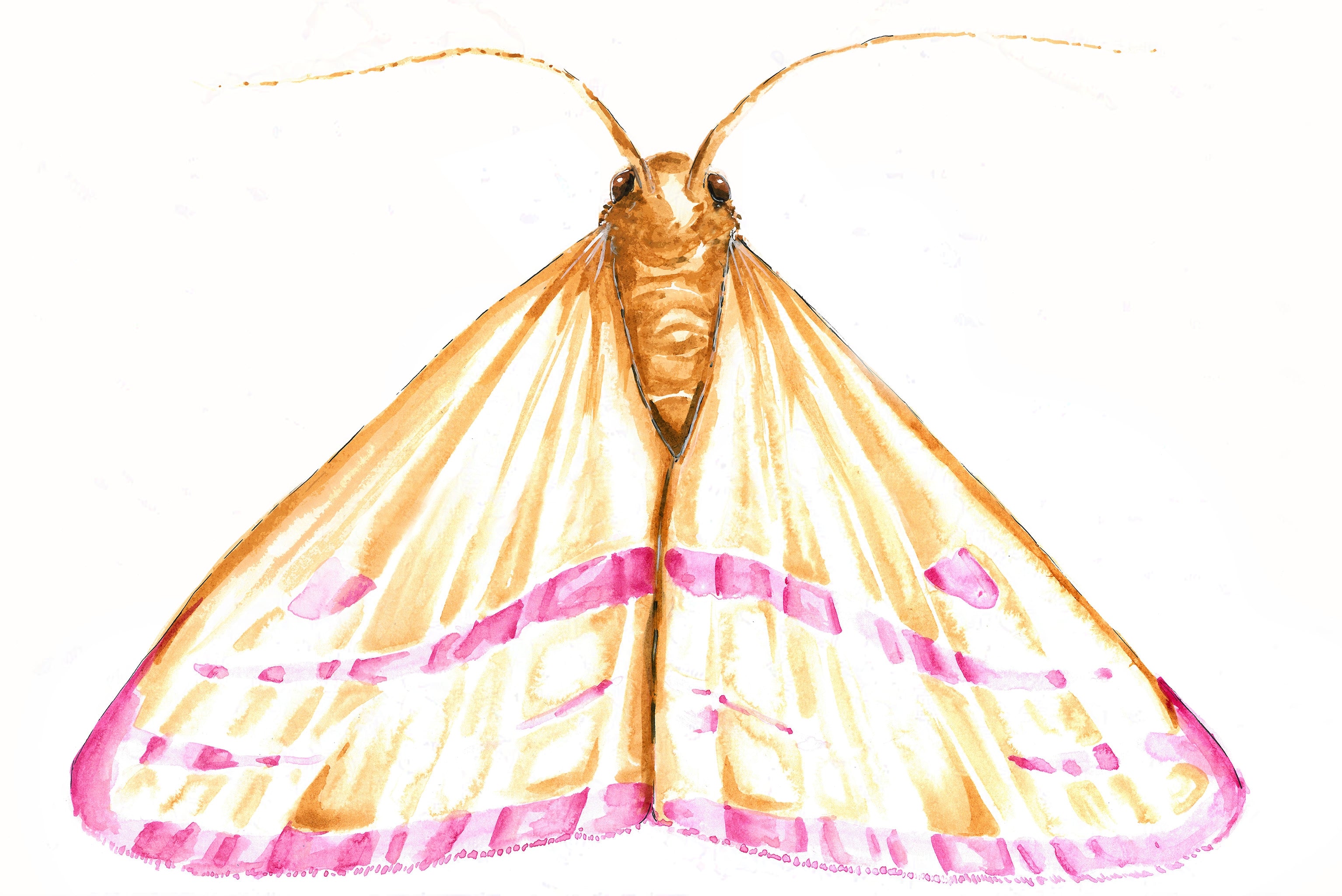 Chickweed Geometer Moth (Haematopis grataria) Art Print