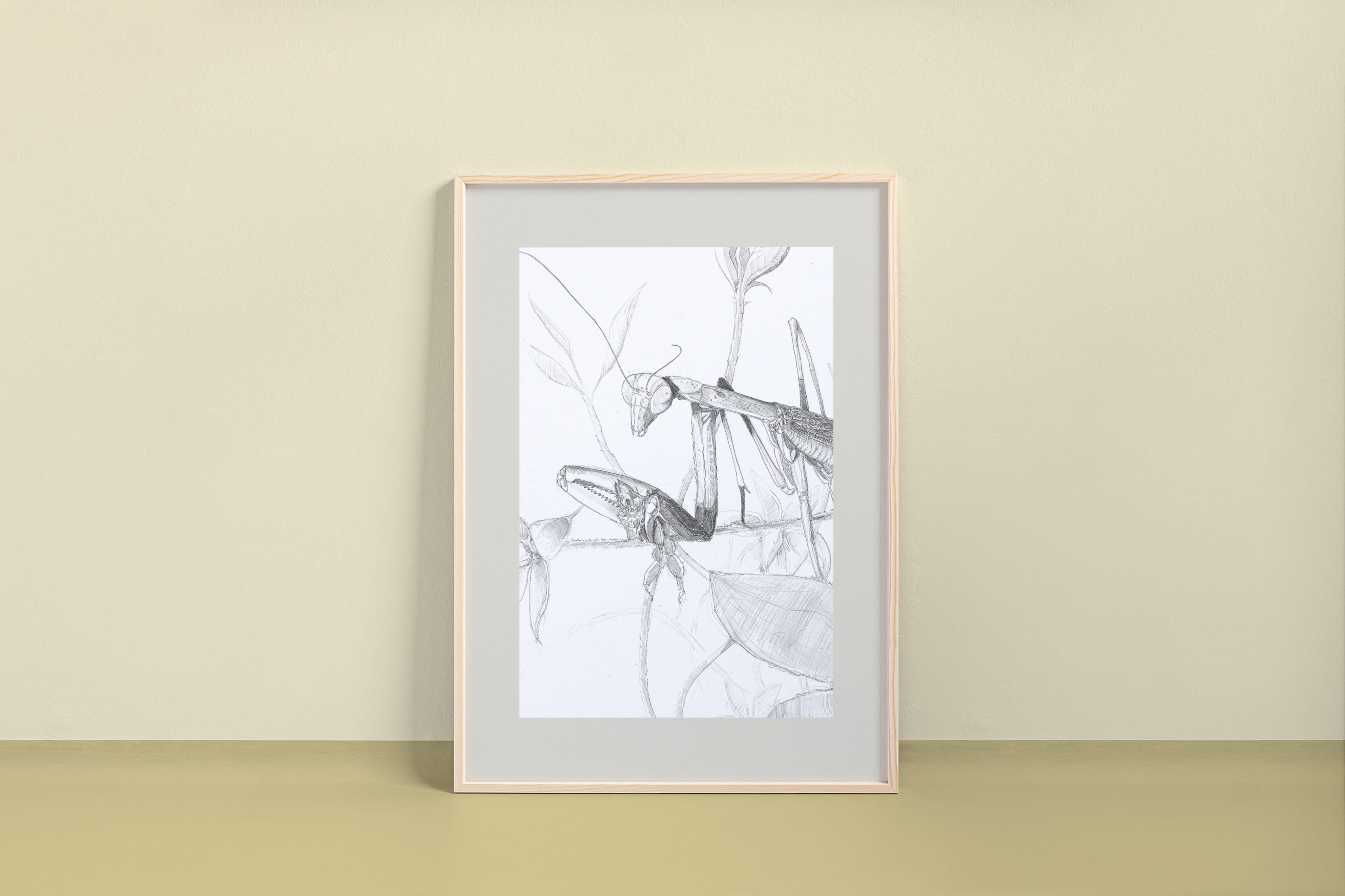 Chinese Mantis (pencil drawing) - (Tenodera sinensis) Art Print
