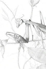 Chinese Mantis (pencil drawing) - (Tenodera sinensis) Art Print