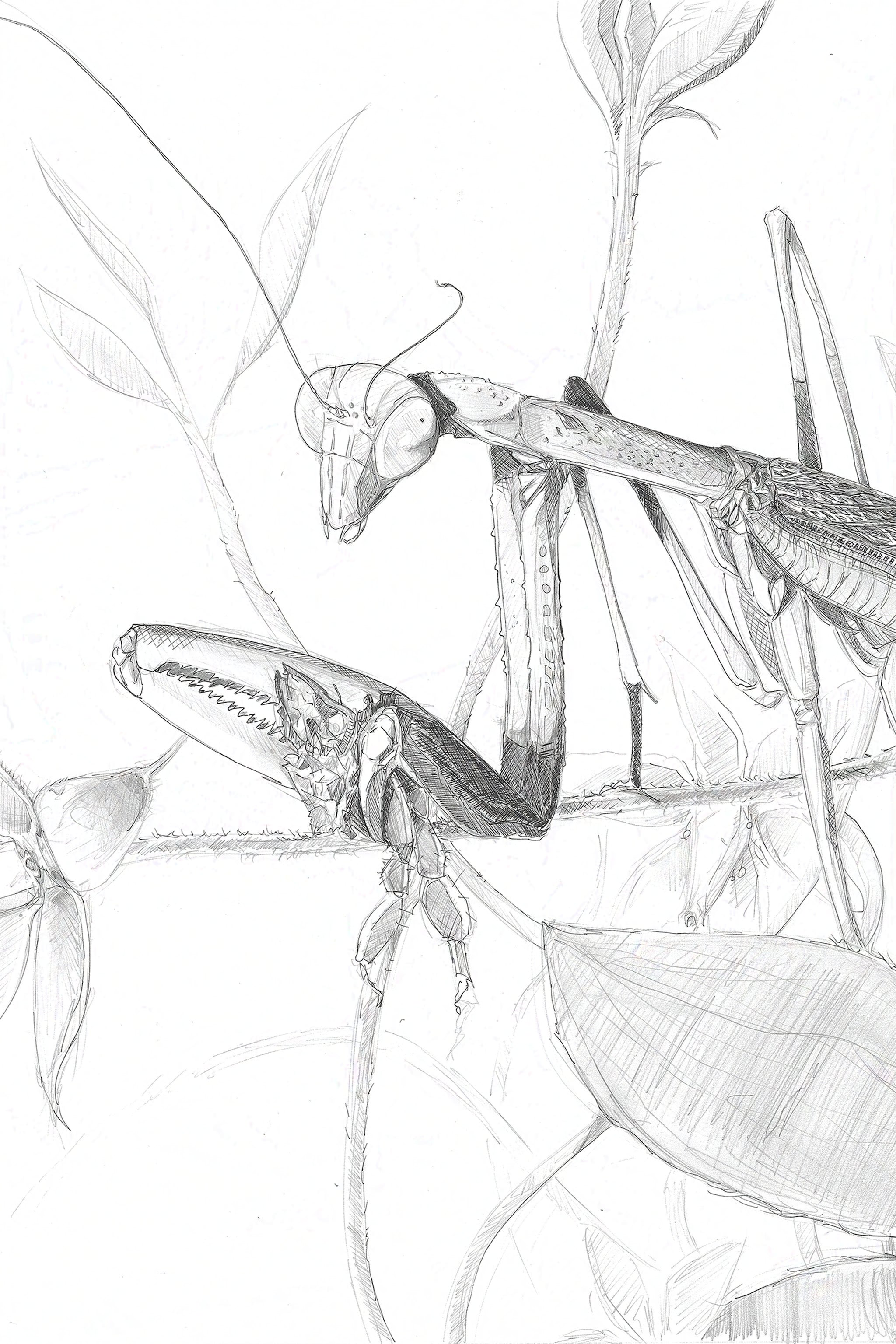Chinese Mantis (pencil drawing) - (Tenodera sinensis) Art Print