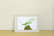 Green Lacewing (Chrysopidae) Art Print