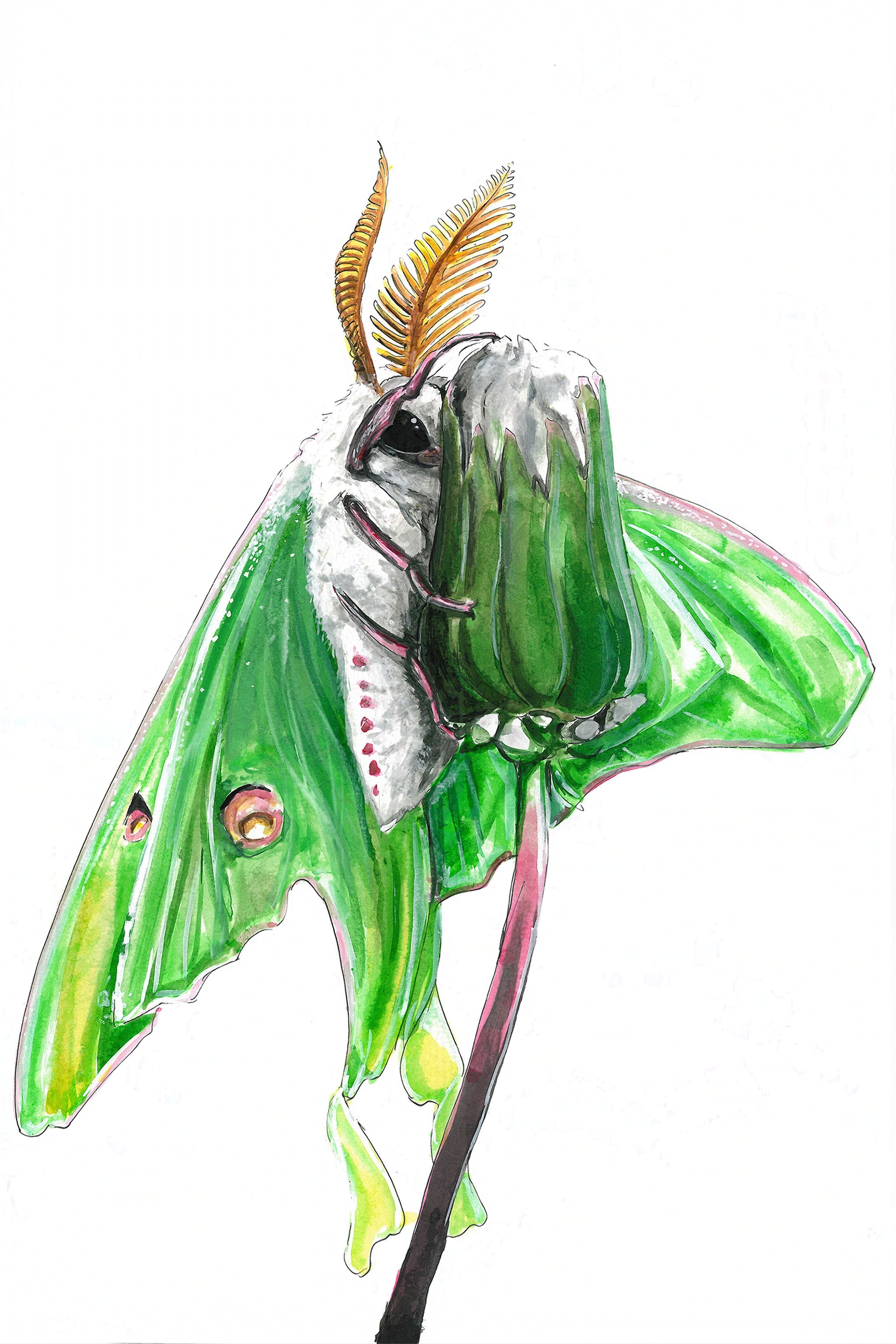 Luna Moth (Actias luna) Art Print