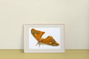Polyphemus Moth (Antheraea polyphemus) Art Print