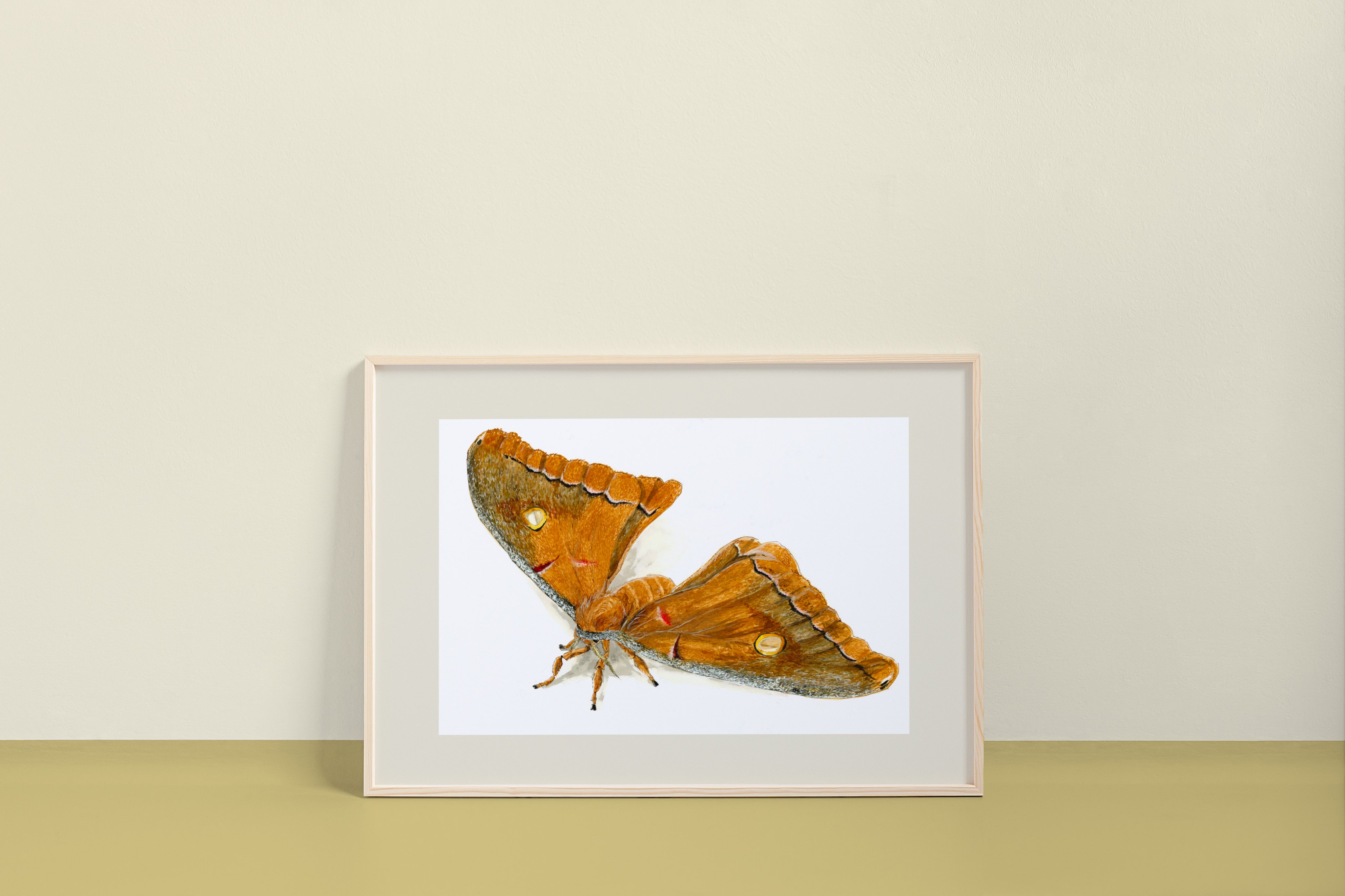 Polyphemus Moth (Antheraea polyphemus) Art Print