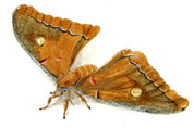 Polyphemus Moth (Antheraea polyphemus) Art Print