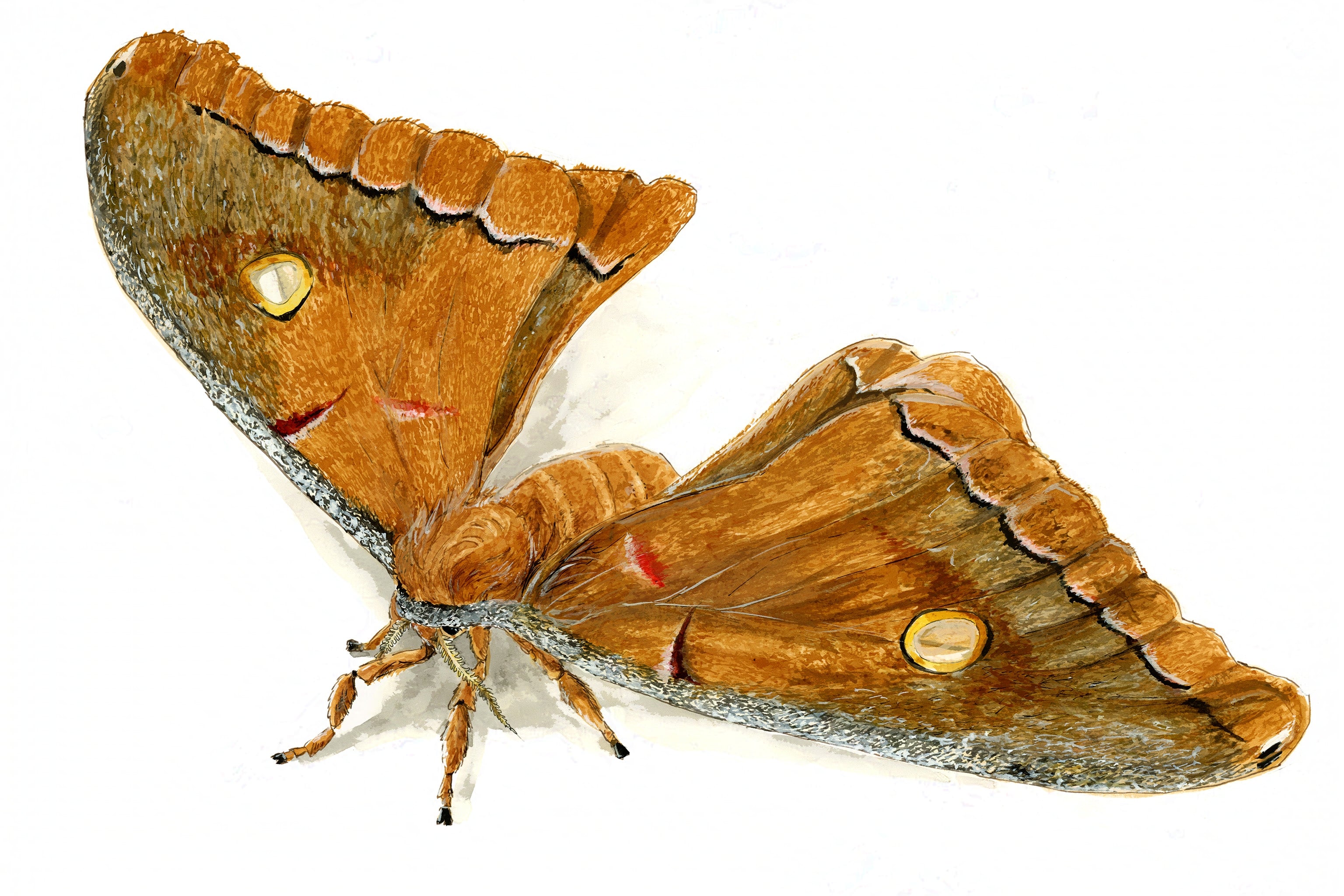 Polyphemus Moth (Antheraea polyphemus) Art Print