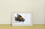 Red Admiral Butterfly (Vanessa atalanta) Art Print