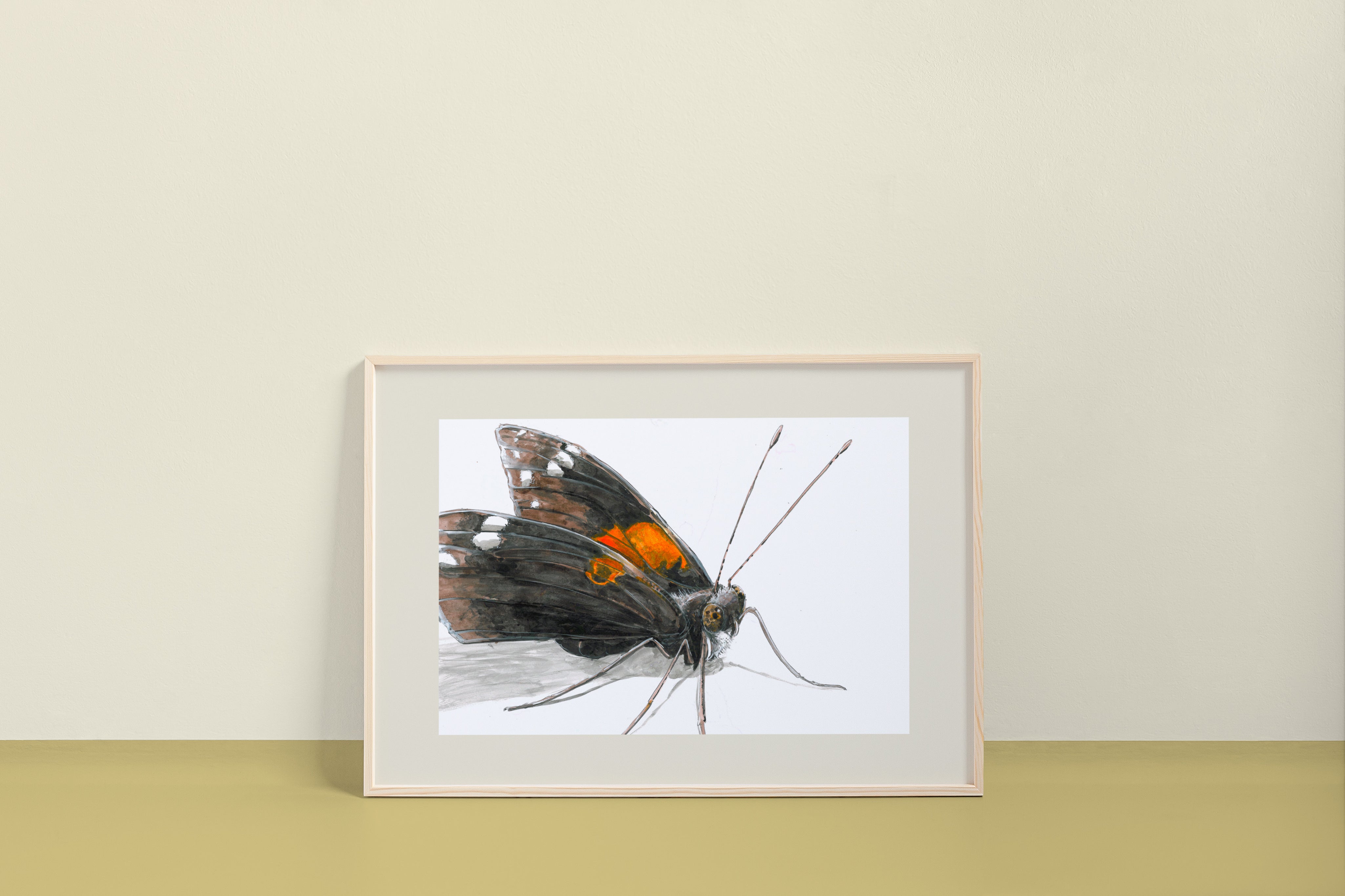 Red Admiral Butterfly (Vanessa atalanta) Art Print