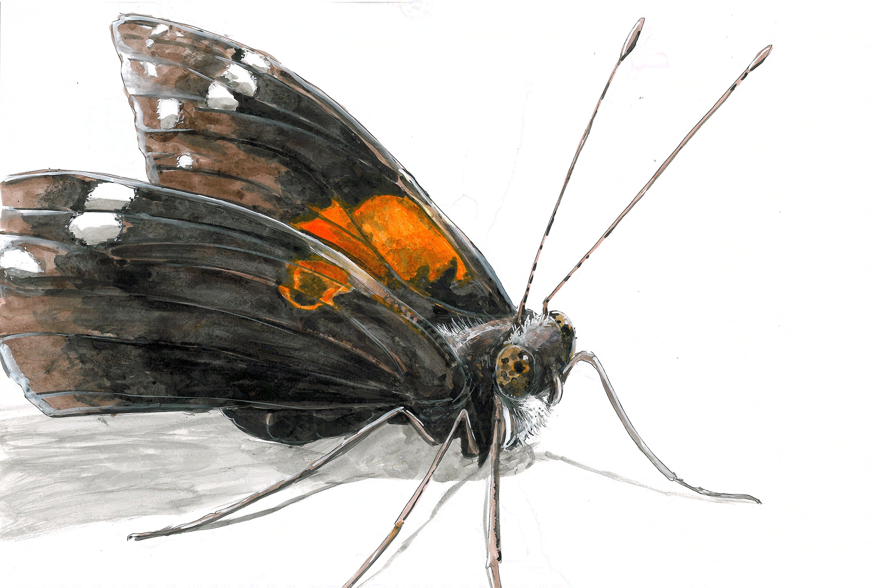 Red Admiral Butterfly (Vanessa atalanta) Art Print