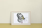 Rice Paper Butterfly (Idea leuconoe) Art Print