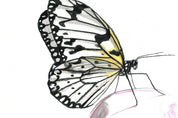 Rice Paper Butterfly (Idea leuconoe) Art Print