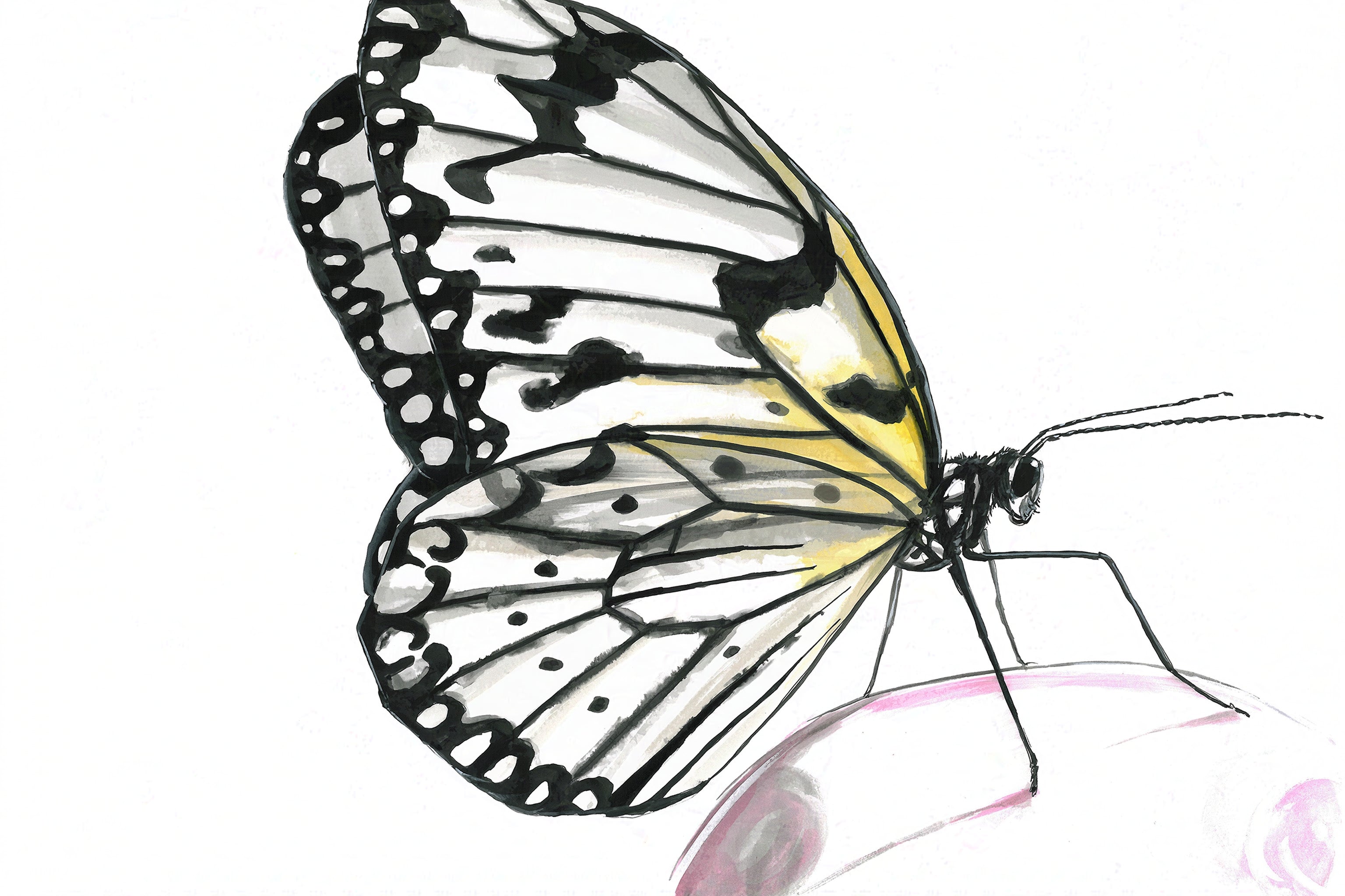 Rice Paper Butterfly (Idea leuconoe) Art Print