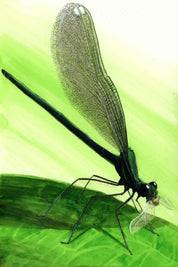 River Jewelwing (Calopteryx aequabilis) Art Print